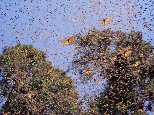 Monarch-butterfly-migration